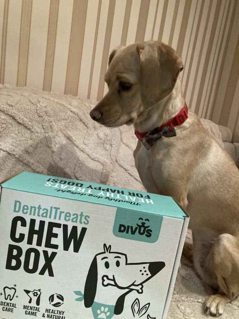 Абонаментна кутия с натурални лакомства за кучета Divus Chew Box photo review