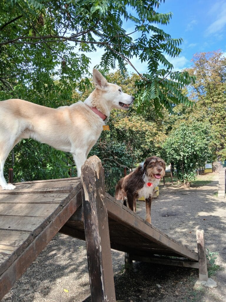 Успокояваща билкова добавка Divus photo review