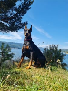 Готвена храна за кучета Divus с телешко photo review