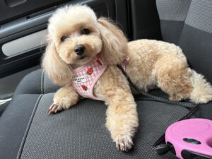 Домашно приготвено телешко с елда, спанак и ленено семe photo review